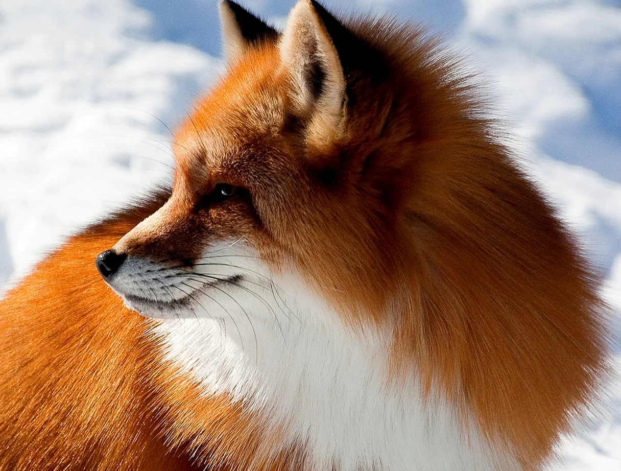 Рыжая лиса (Red Fox)