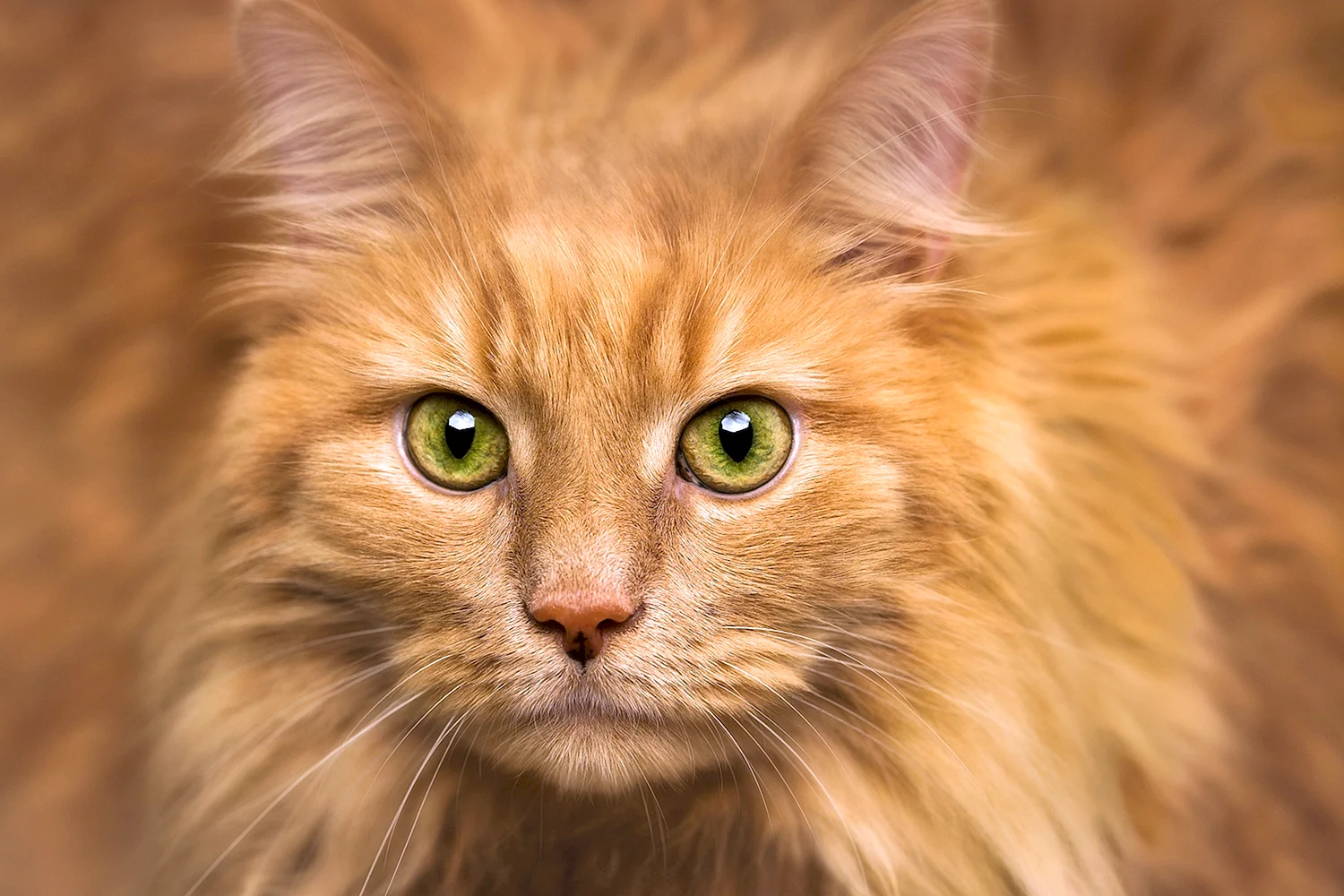 Рыжая пушистая кошка с зелеными глазами