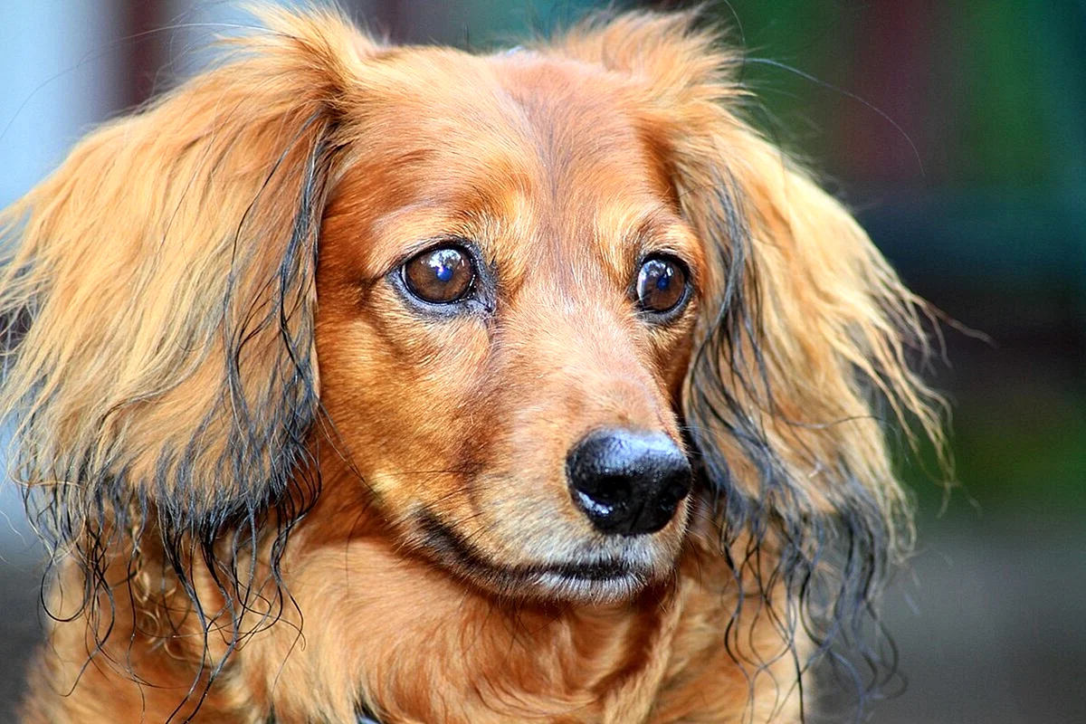 Рыжая собака с висячими ушами