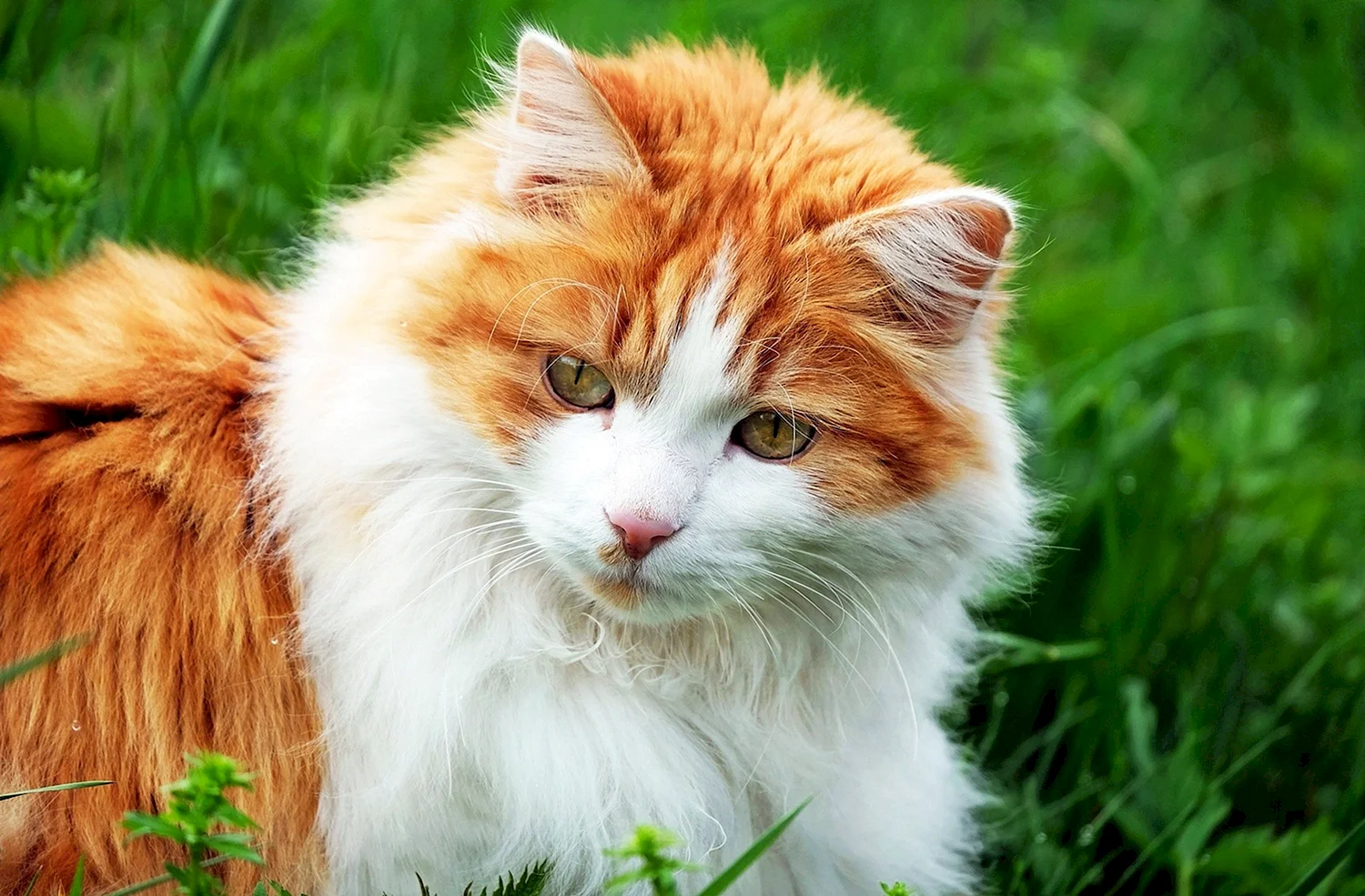 Рыже белая пушистая кошка