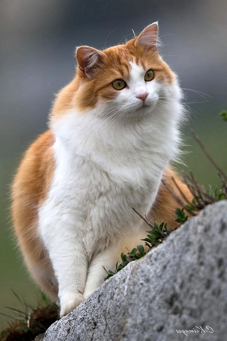 Рыже белый кот