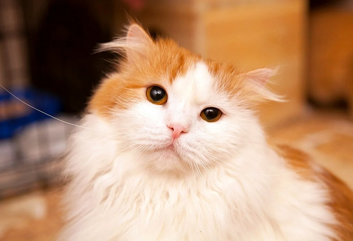 Рыже белый кот
