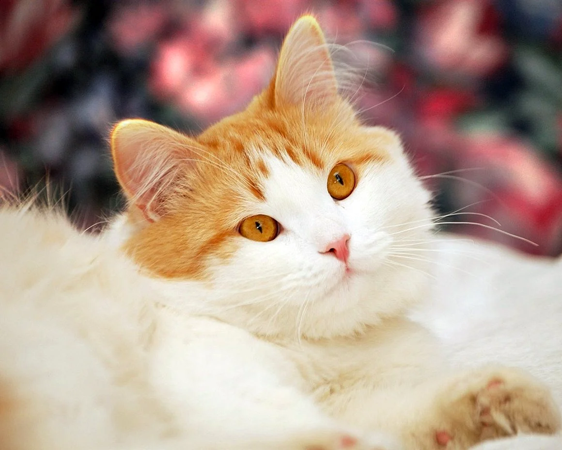 Рыже белый котенок