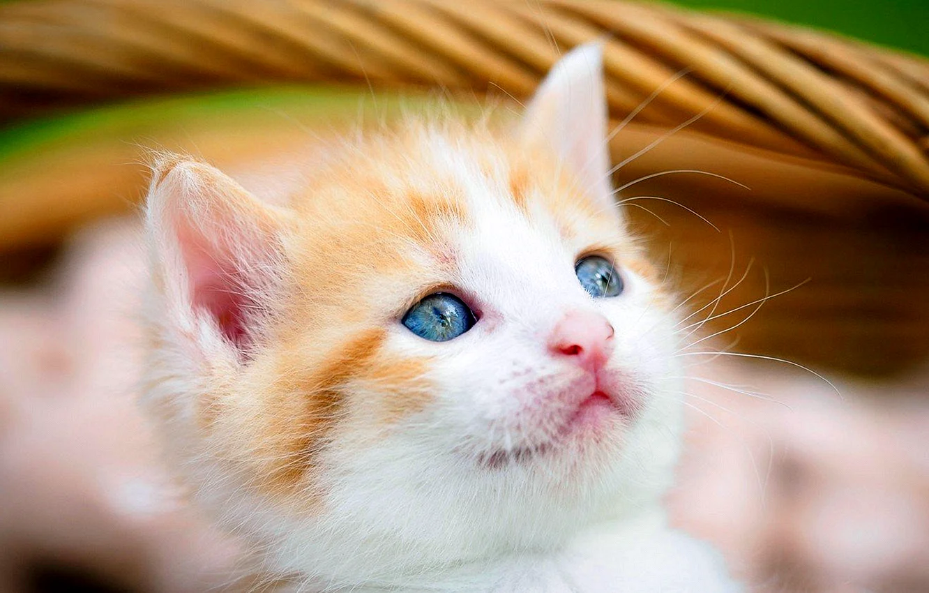 Рыже белый котенок