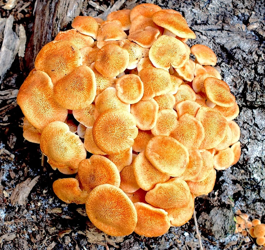 Рыжие грибы опенок зимний