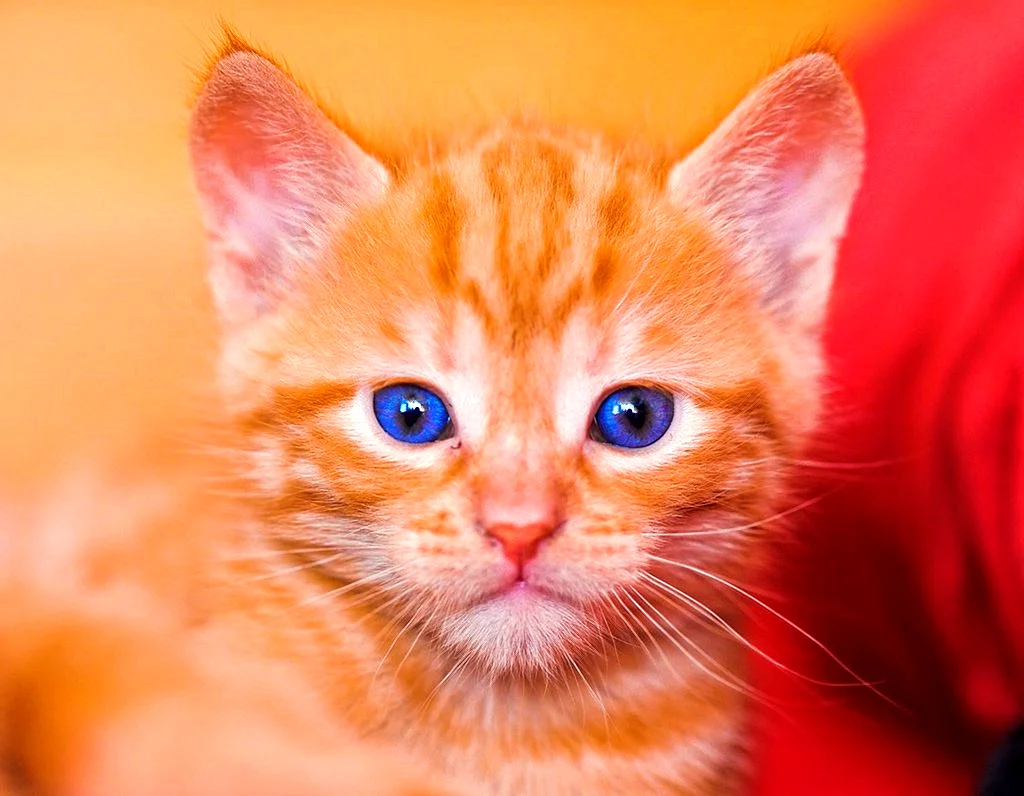 Рыжие котята с голубыми глазами