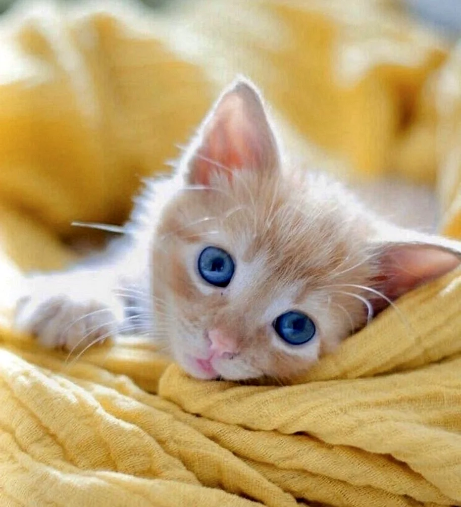 Рыжие котята с голубыми глазами