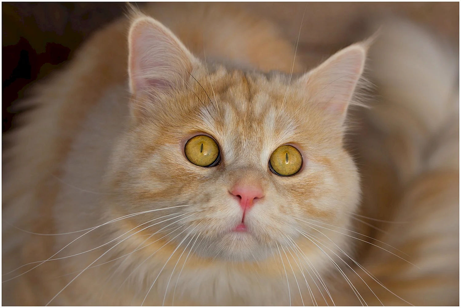Рыжие коты с желтыми глазами