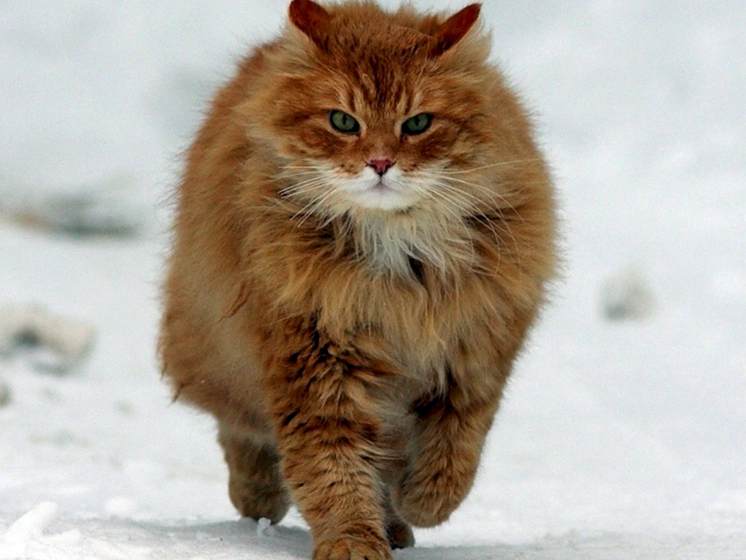 Рыжий длинношерстный Сибирский кот