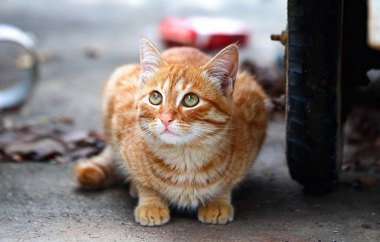 Рыжий дворовый кот