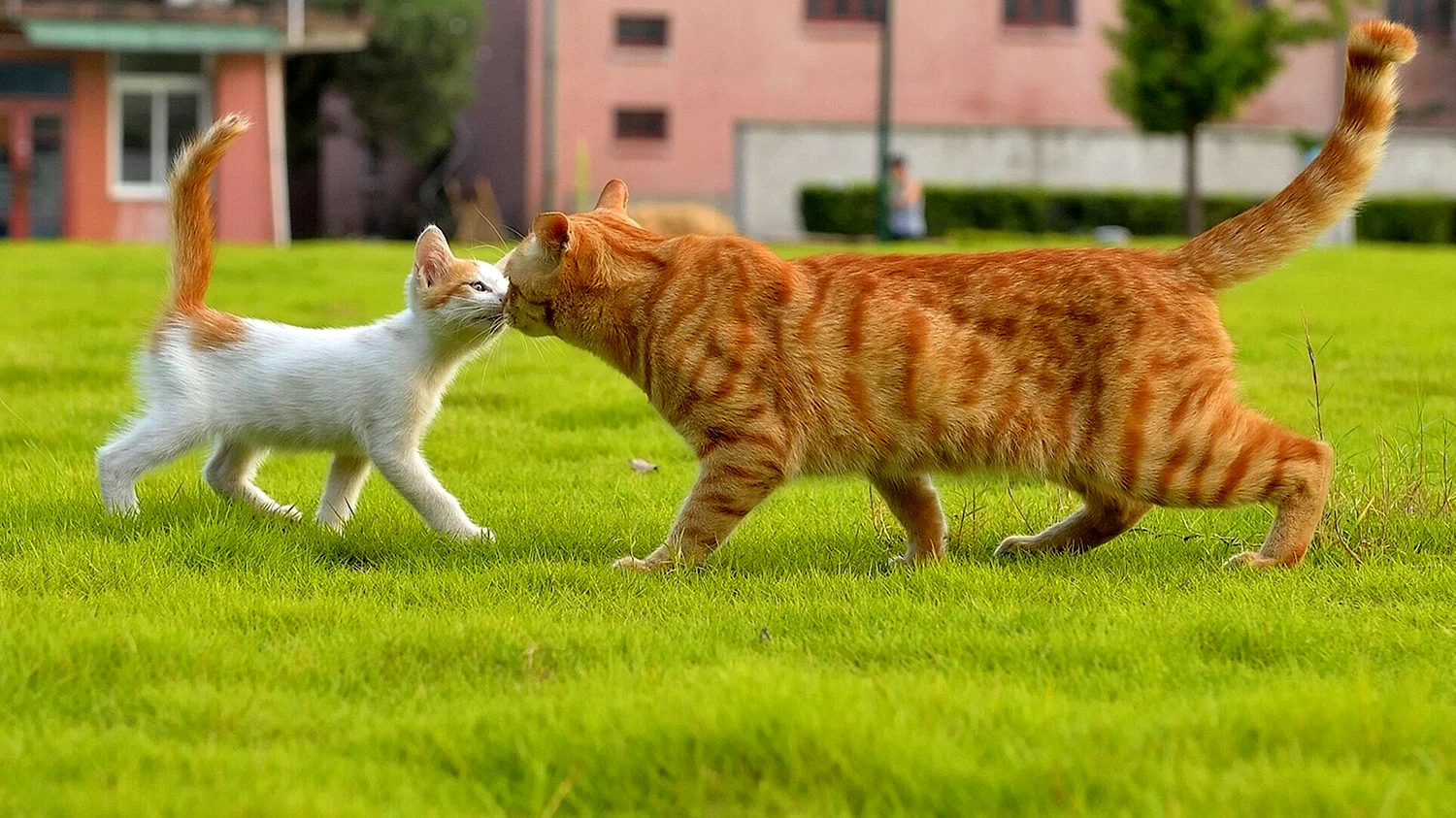 Рыжий кот и кошка