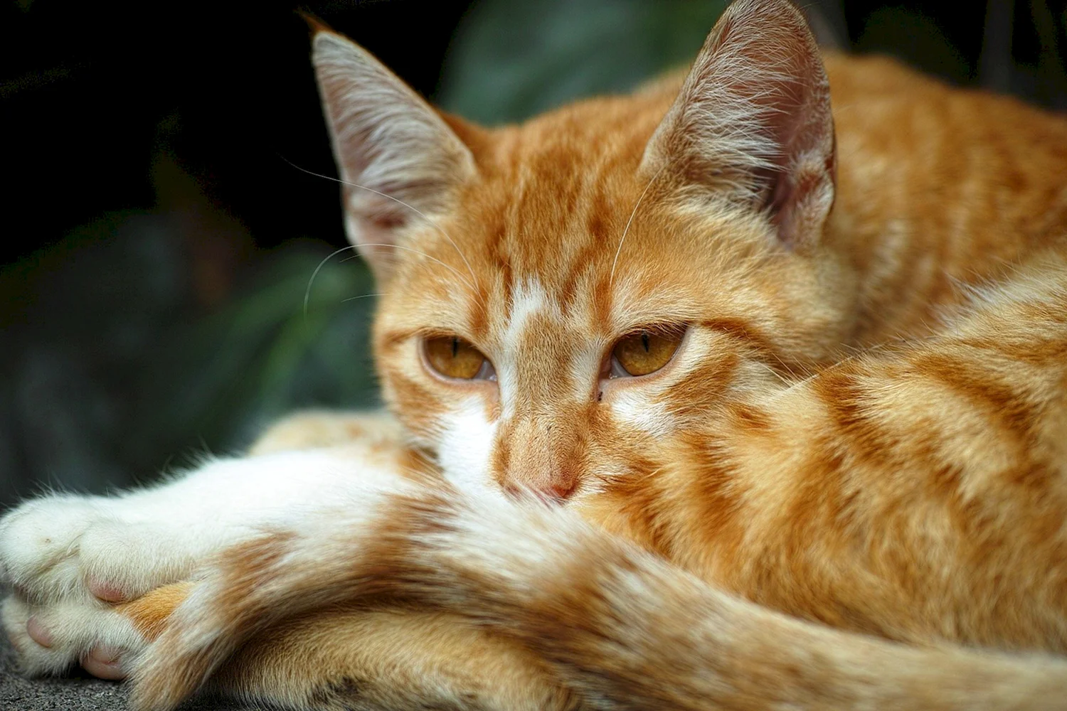 Рыжий кот Маркиз