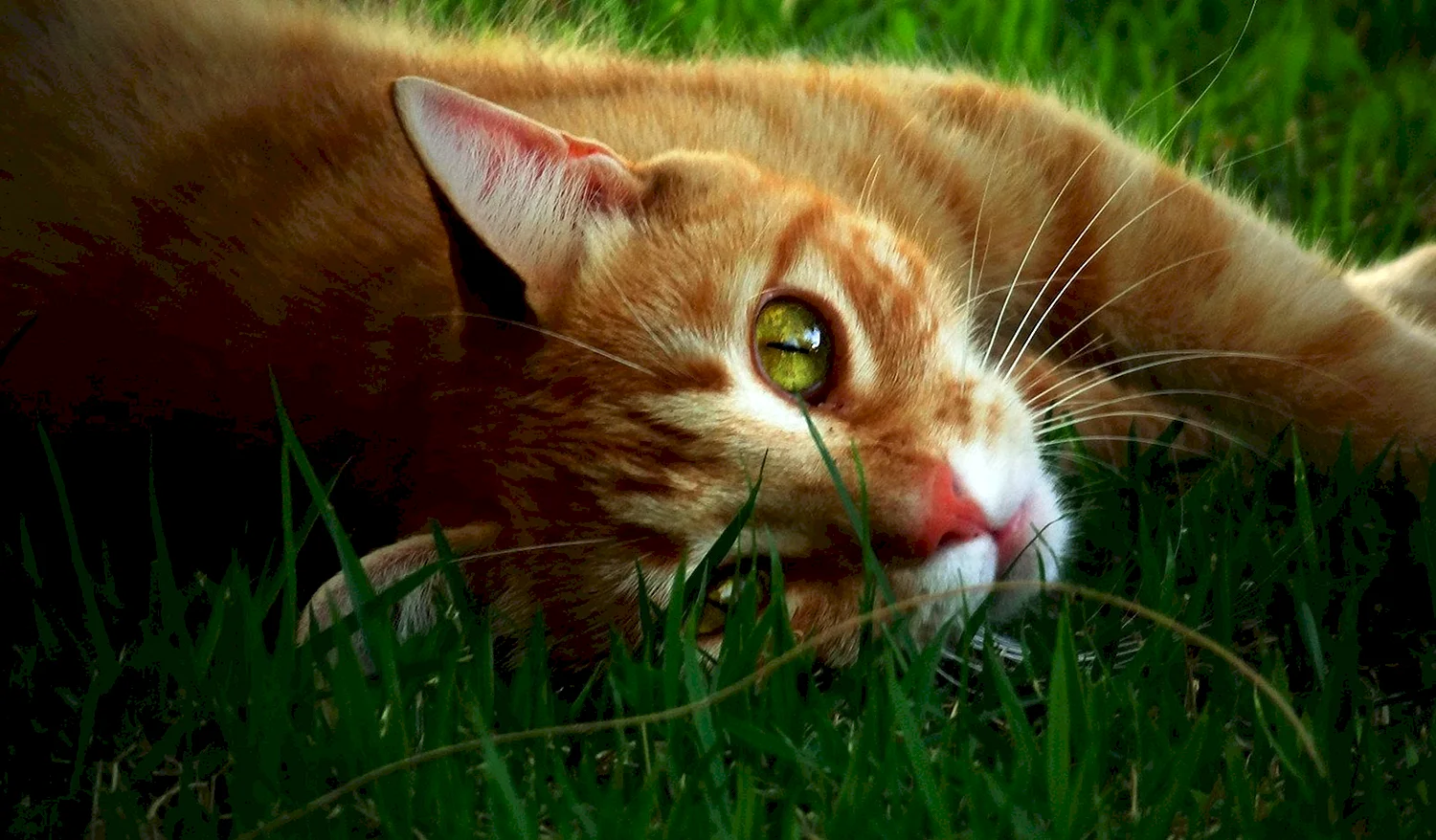 Рыжий кот на зеленом фоне