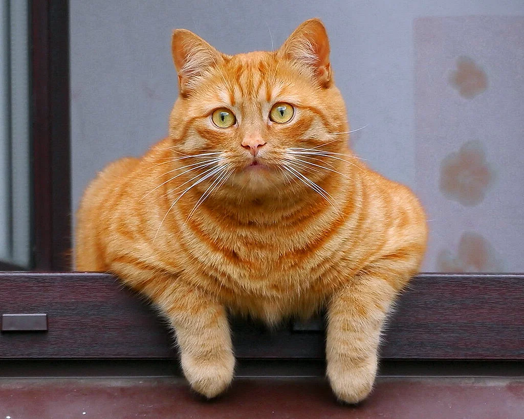 Рыжий кот порода короткошерстный с зелеными глазами