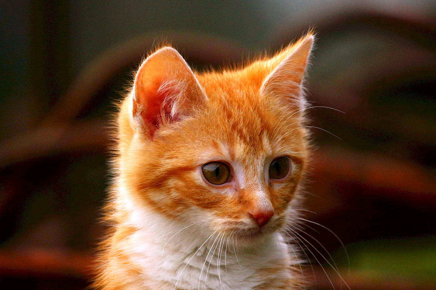 Рыжий кот Рэд Кэт