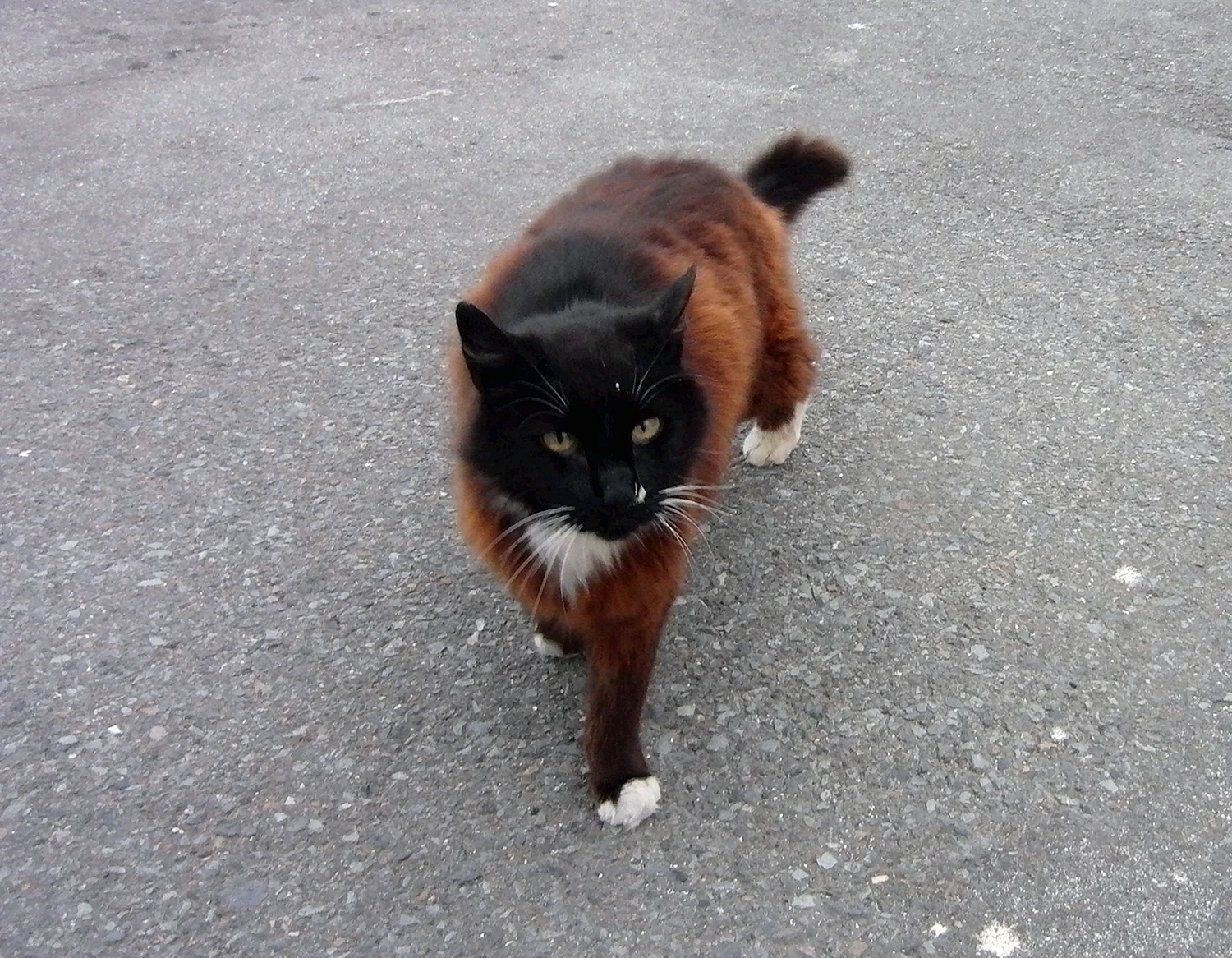 Рыжий кот с черными пятнами