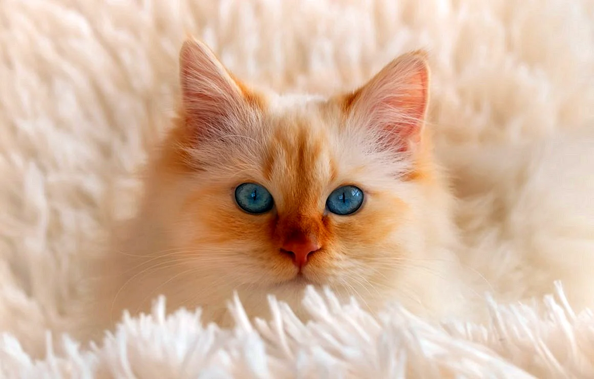 Рыжий кот с голубыми глазами