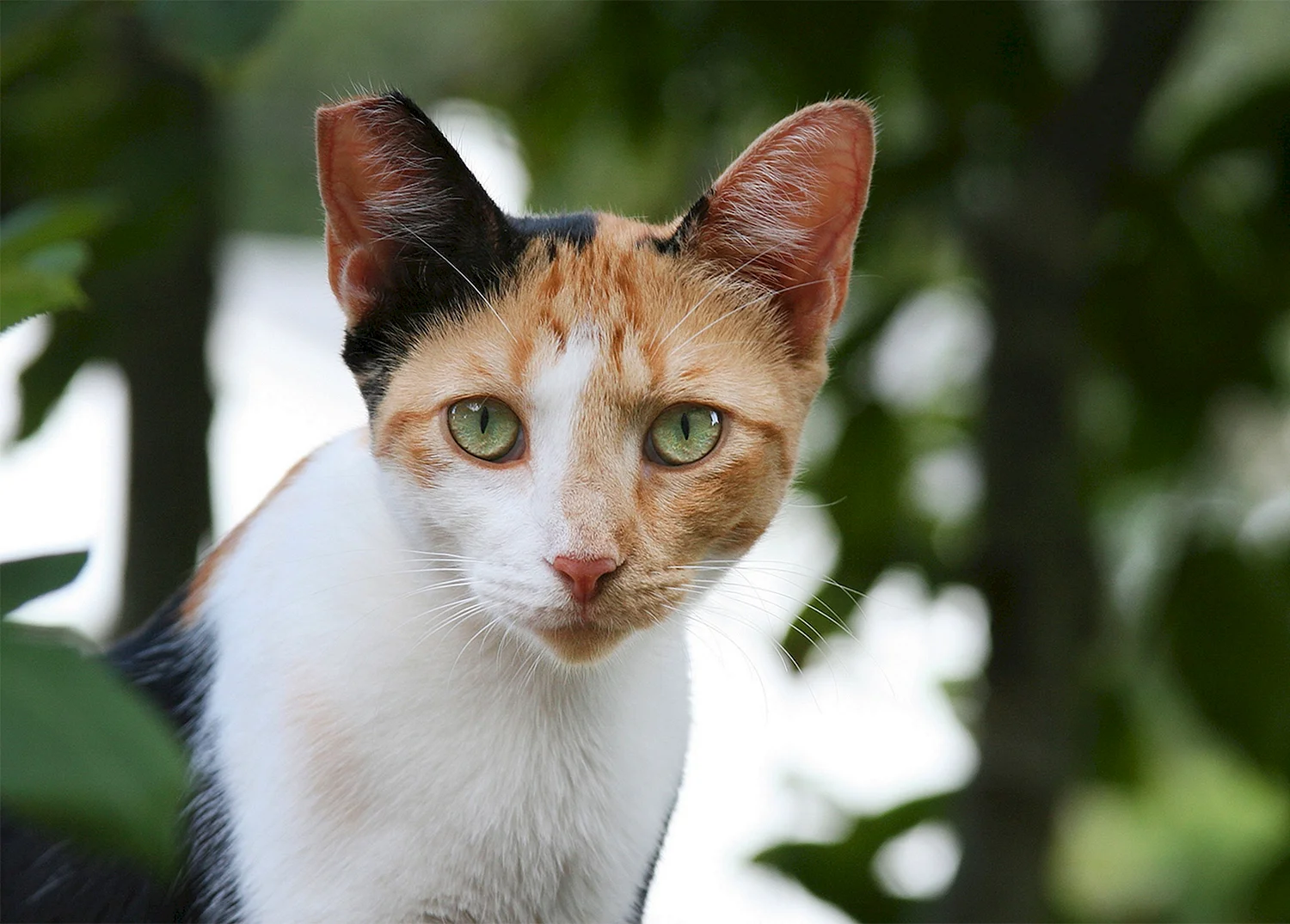 Рыжий кот с голубыми глазами порода Охос азулес