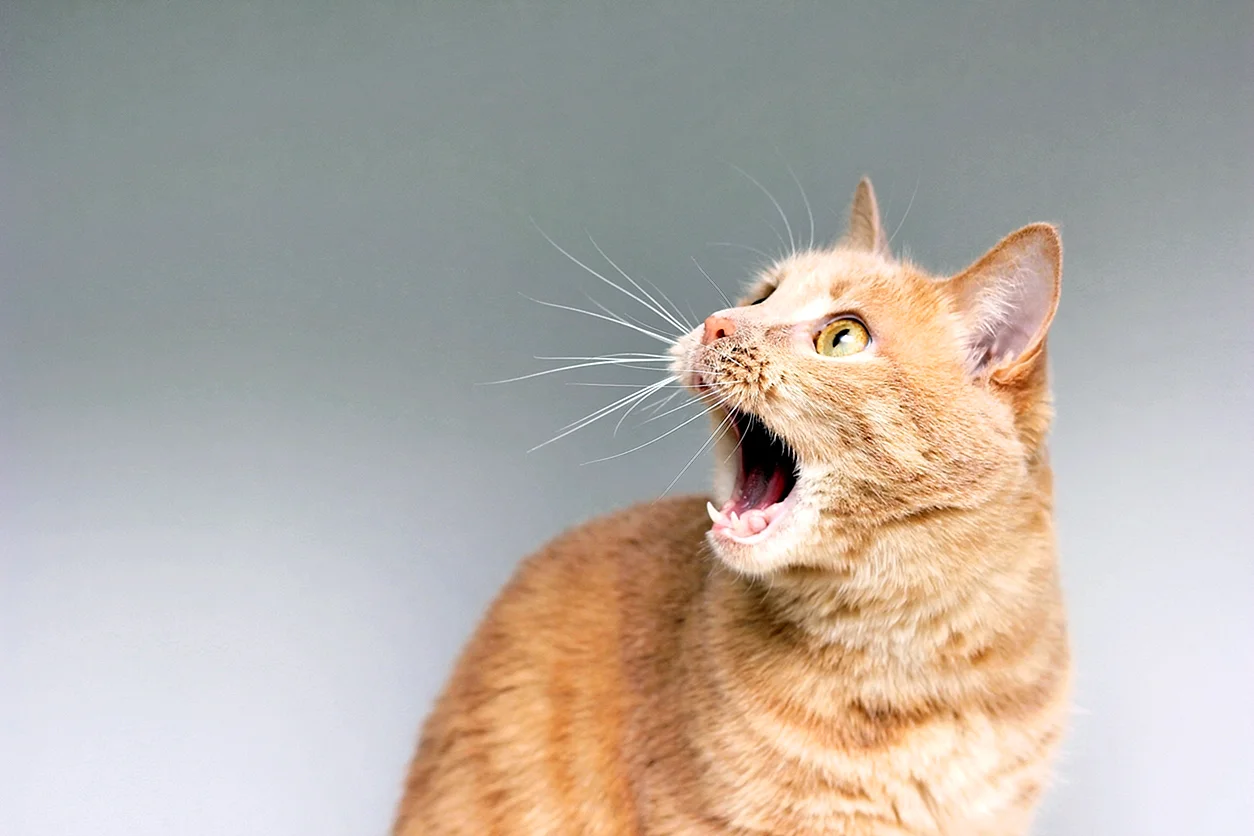 Рыжий кот с открытым ртом