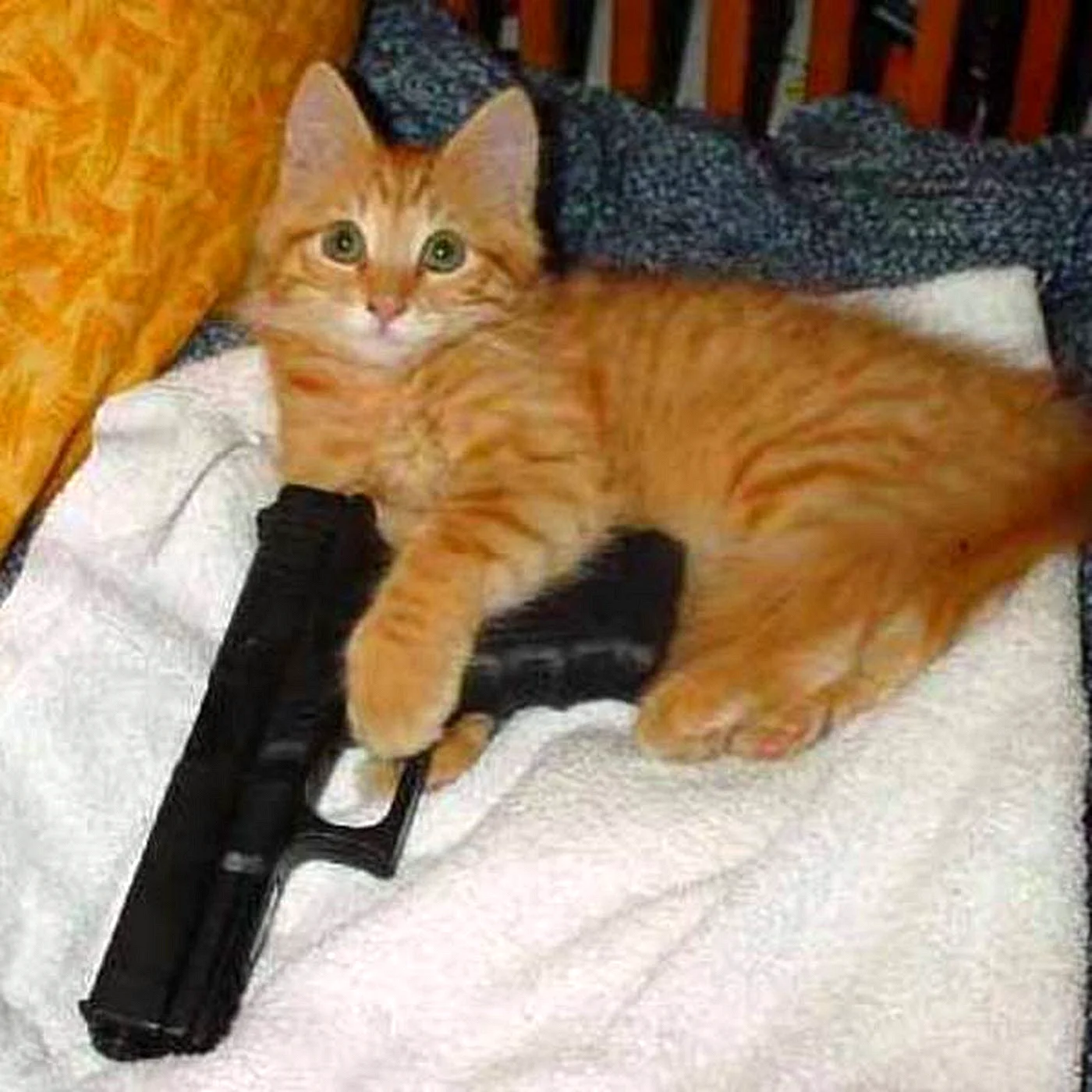 Рыжий кот с пистолетом