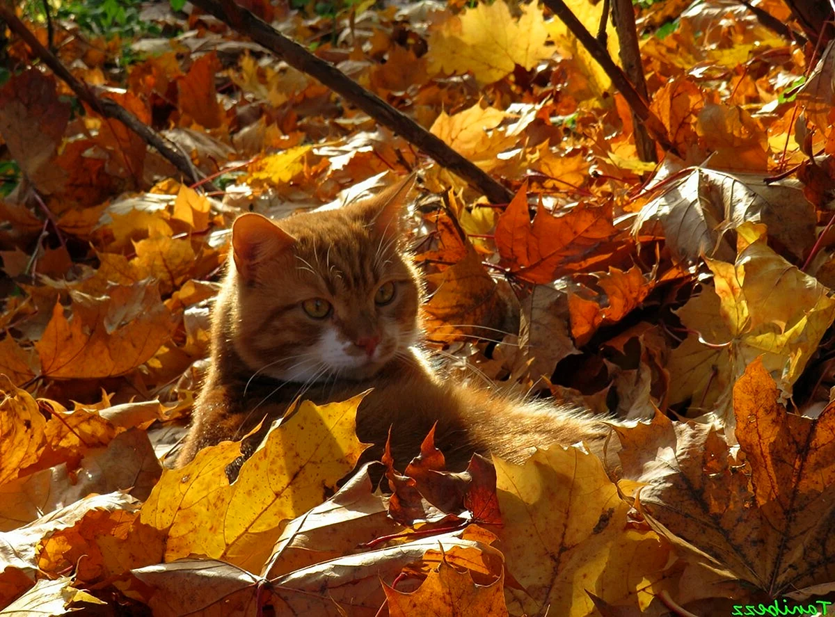 Рыжий кот в листве