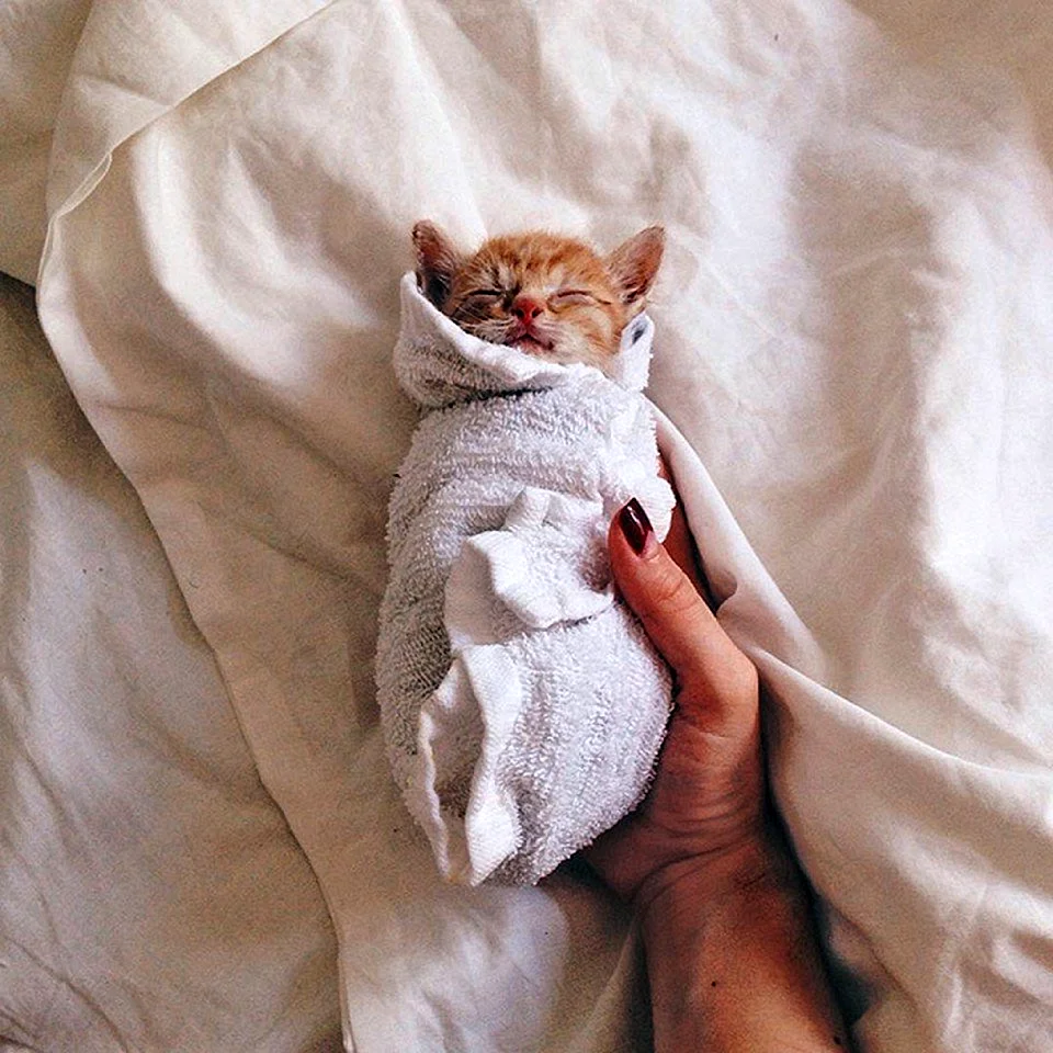 Рыжий кот в одеяле