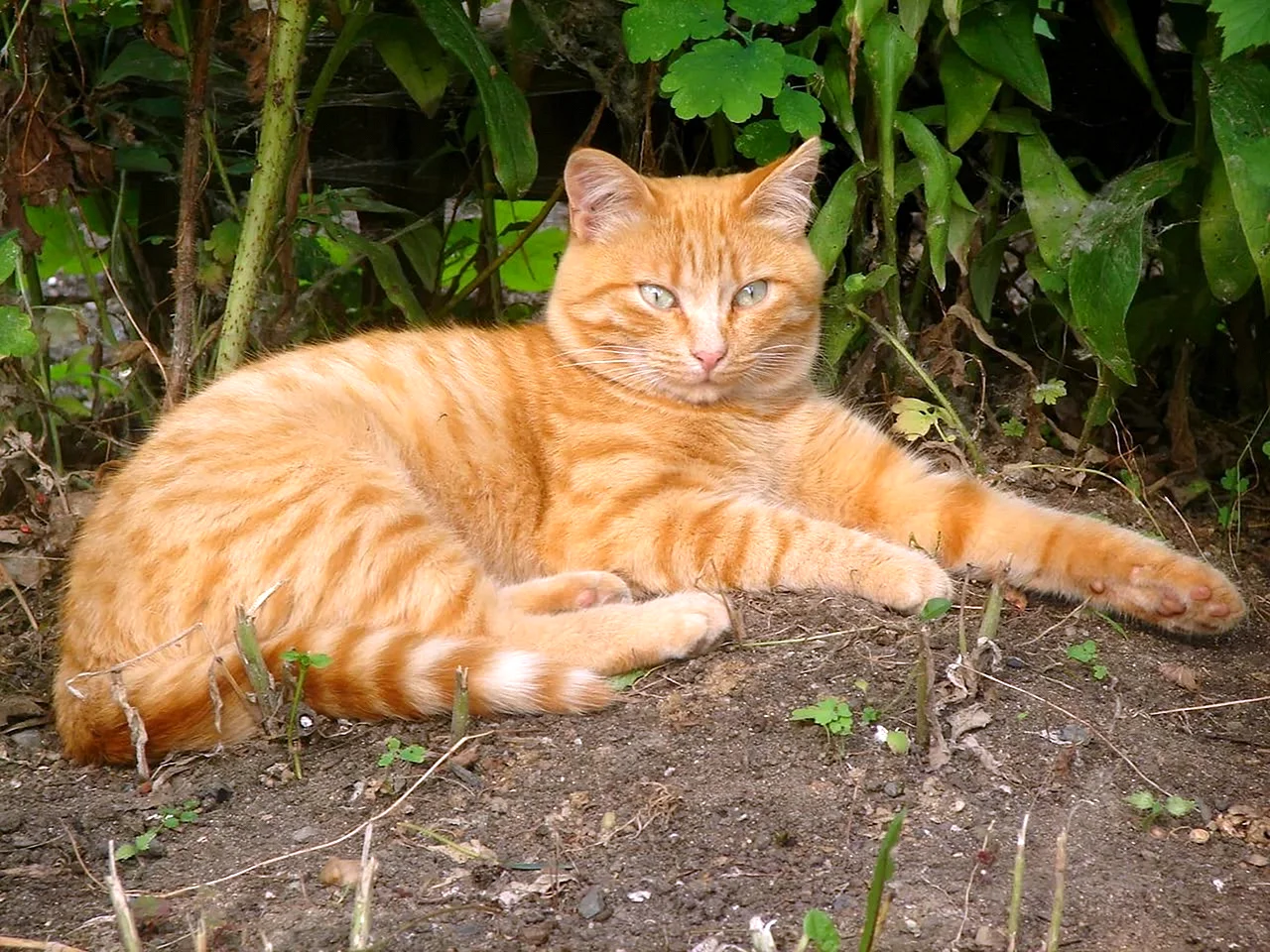 Рыжий кот в полоску