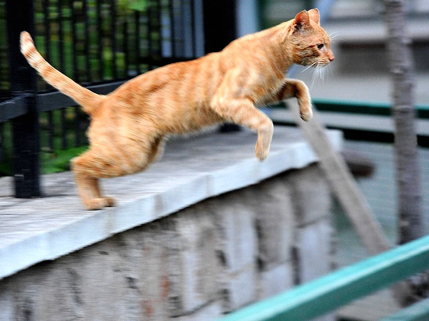 Рыжий кот в прыжке