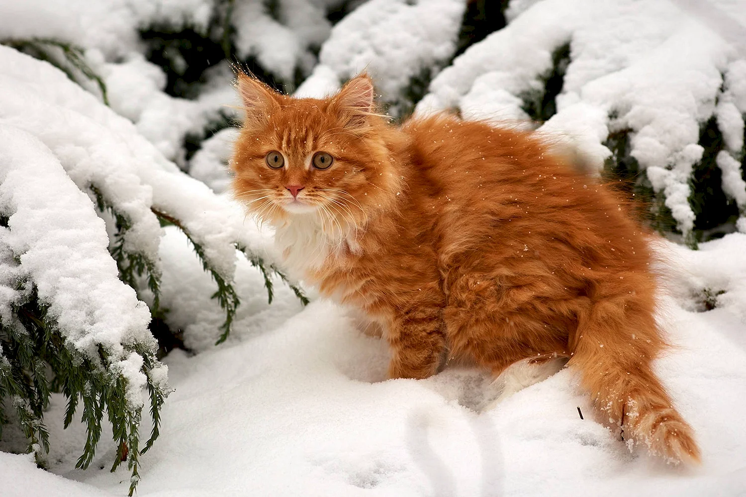 Рыжий кот в снегу