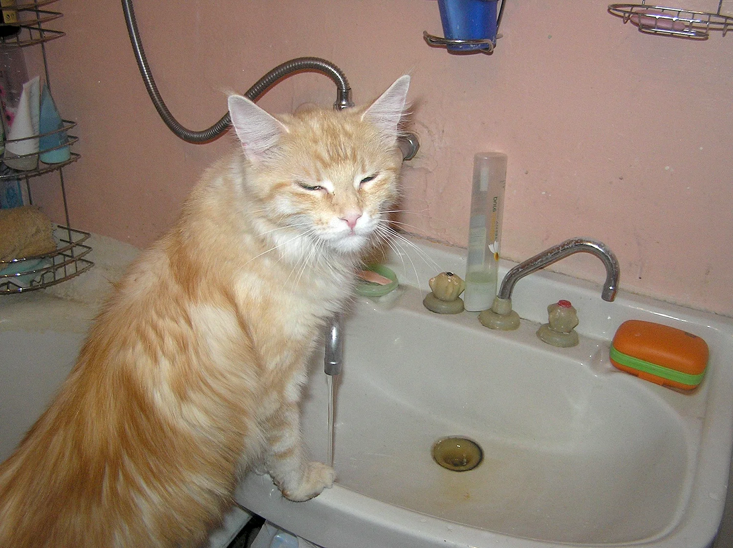 Рыжий кот в ванной