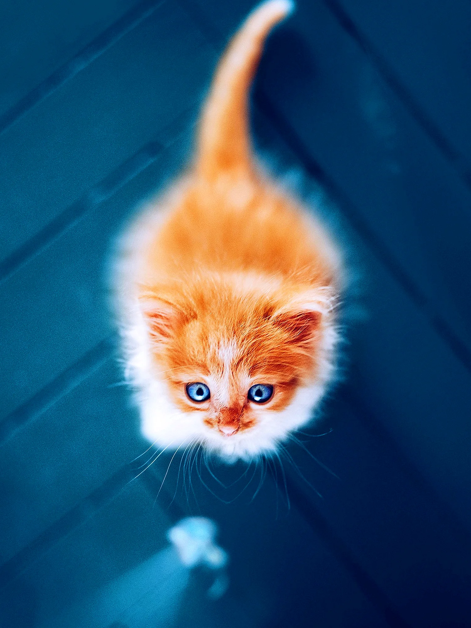 Рыжий котёнок