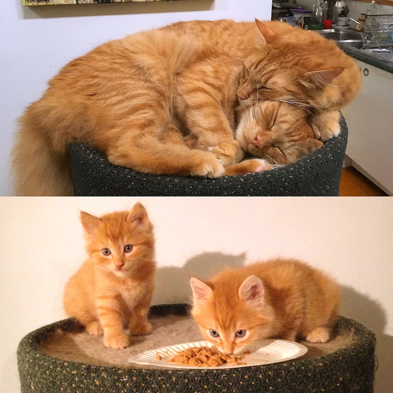 Рыжий котенок до и после