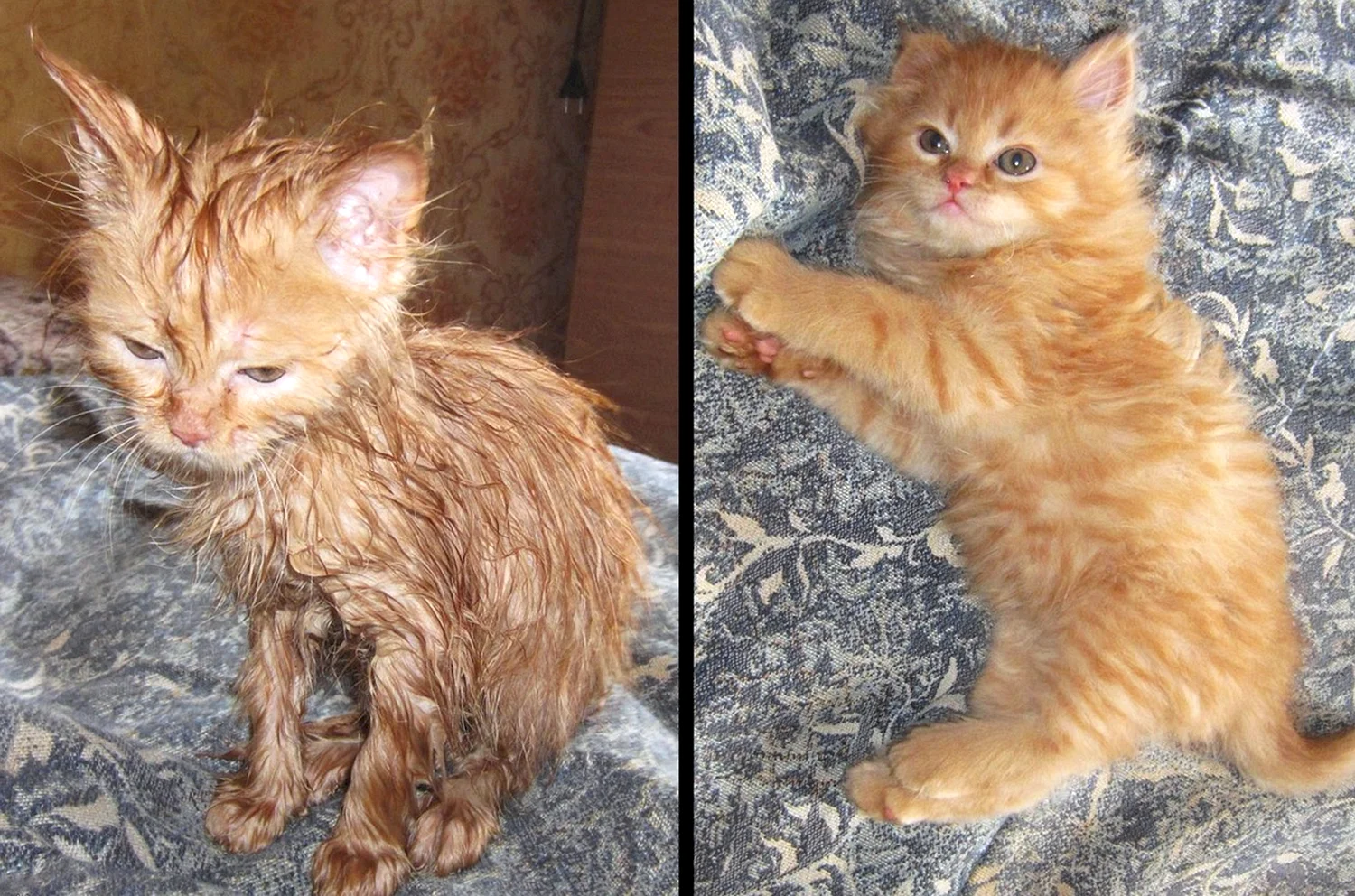 Рыжий котенок до и после