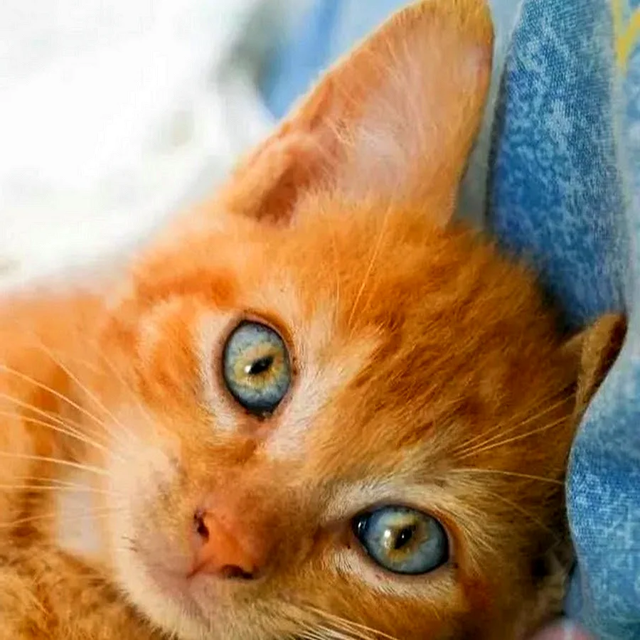 Рыжий котик с голубыми глазами