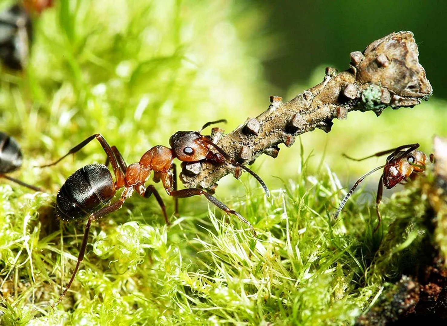 Рыжий Лесной муравей личинка