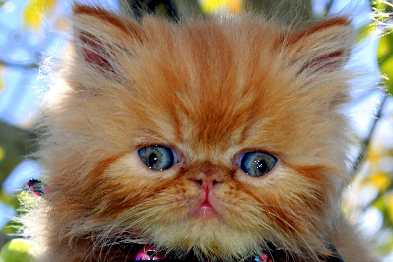 Рыжий персидский котенок