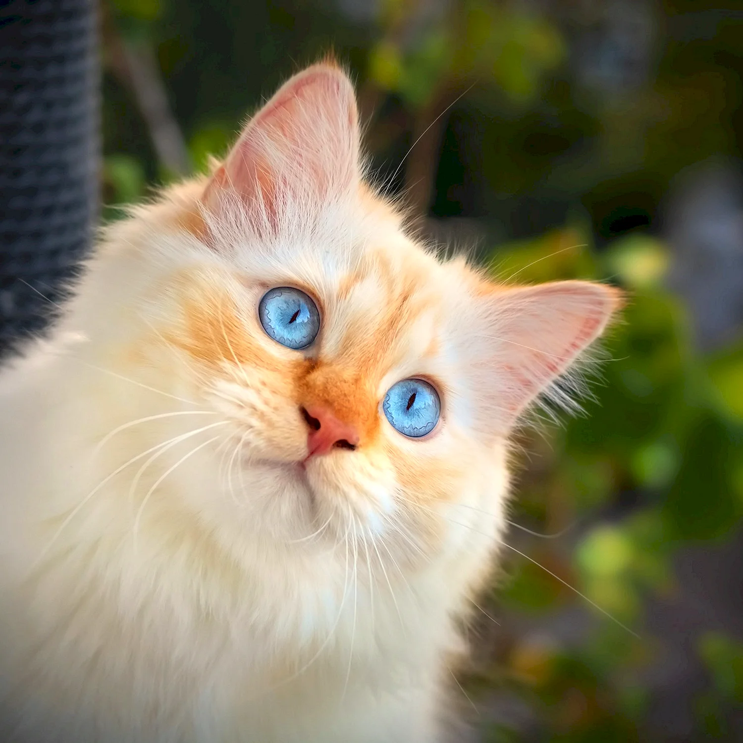 Рыжий пушистый кот с голубыми глазами