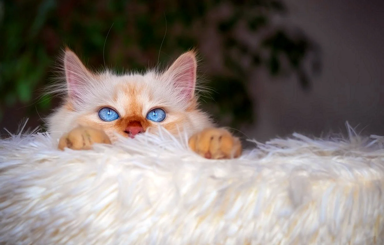 Рыжий пушистый кот с голубыми глазами
