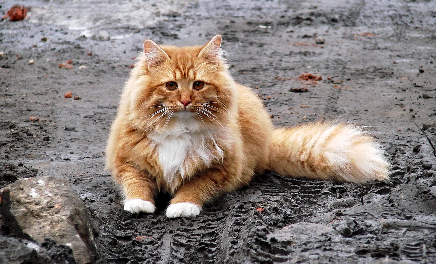 Рыжий Сибирский кот полукровка