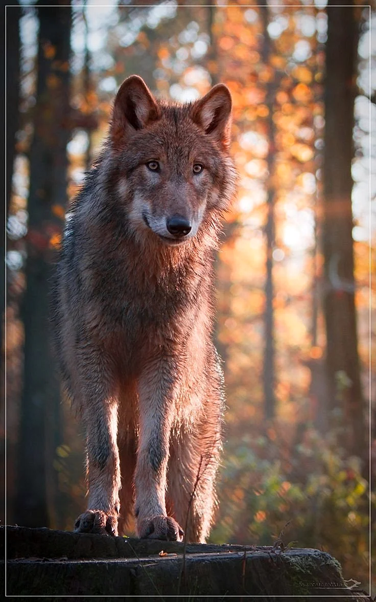 Рыжий волк