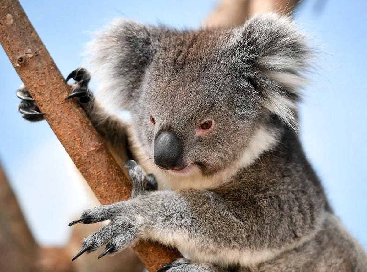 Сафари парк Австралия коала