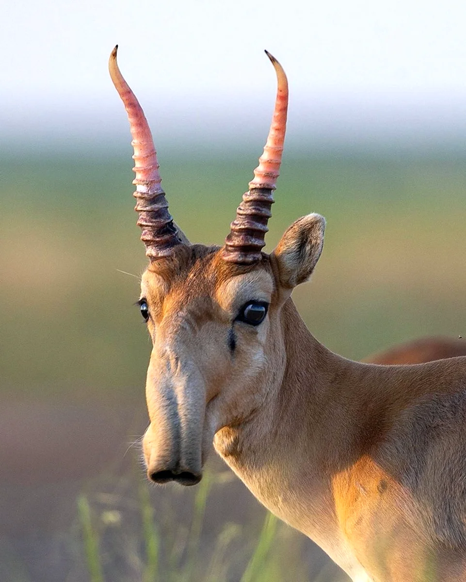 Сайга антилопа