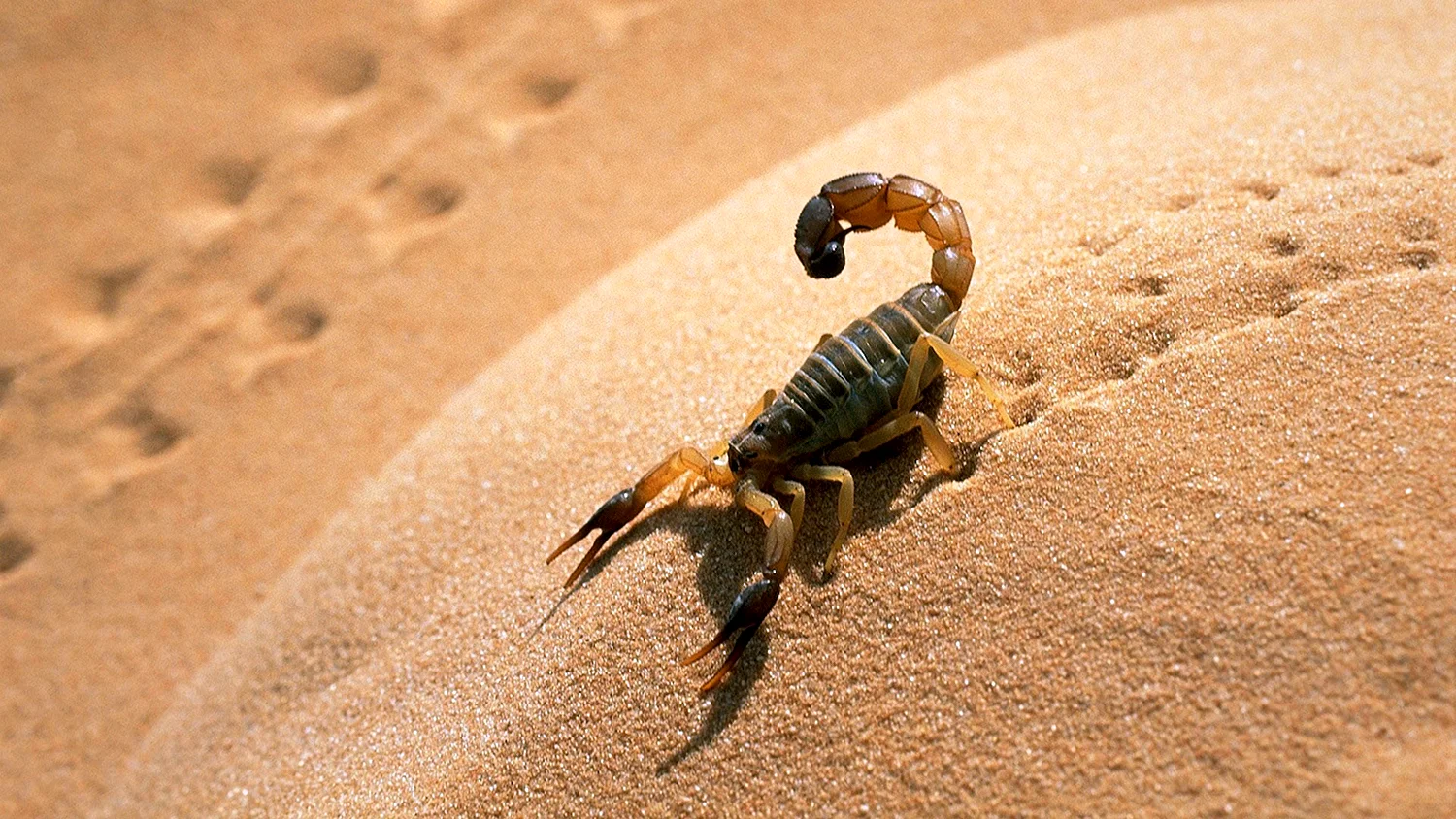 Сахарский Скорпион