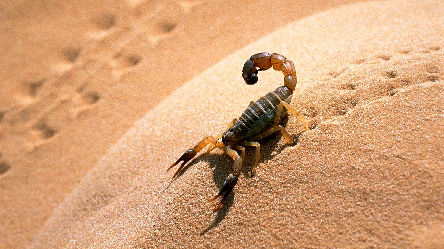 Сахарский Скорпион