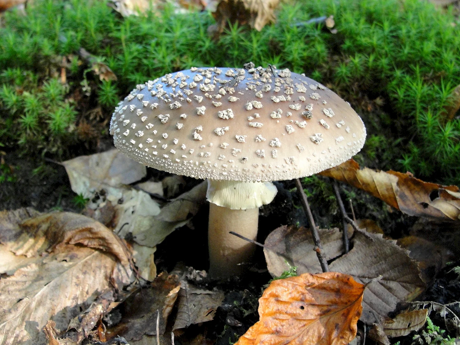 Салоники грибы