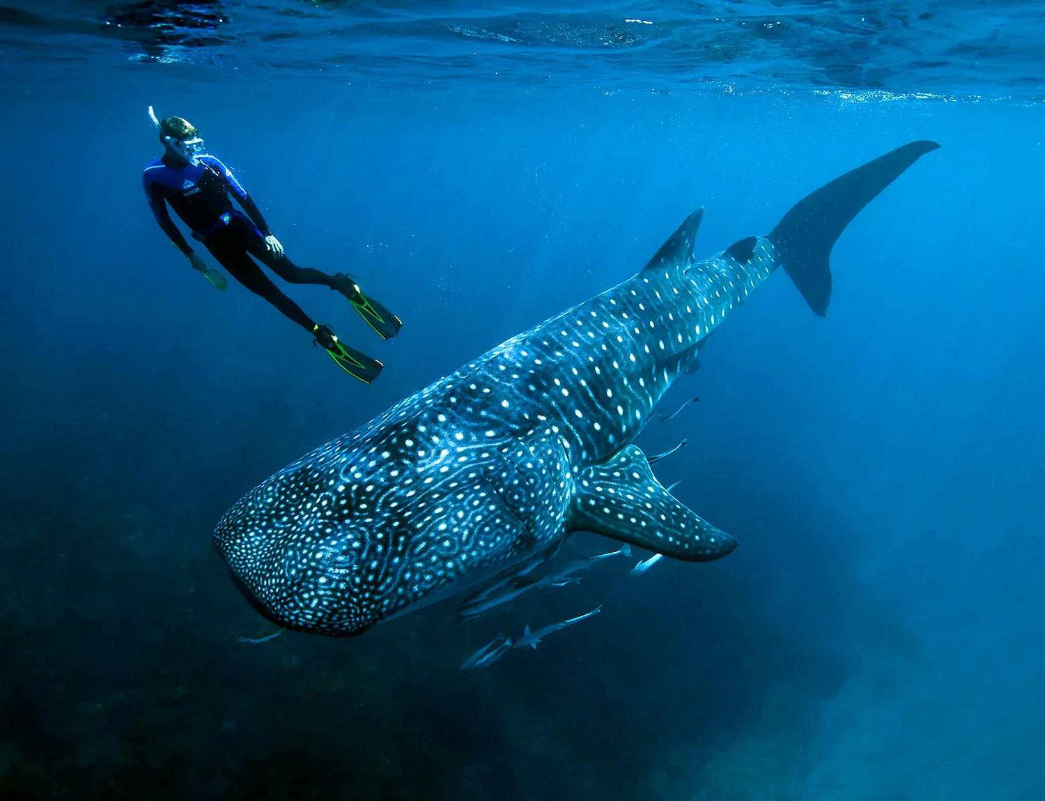Самая большая акула в мире китовая акула