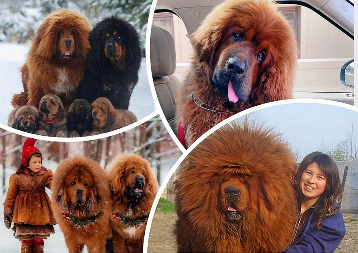 Самая большая собака порода тибетский мастиф вес и рост