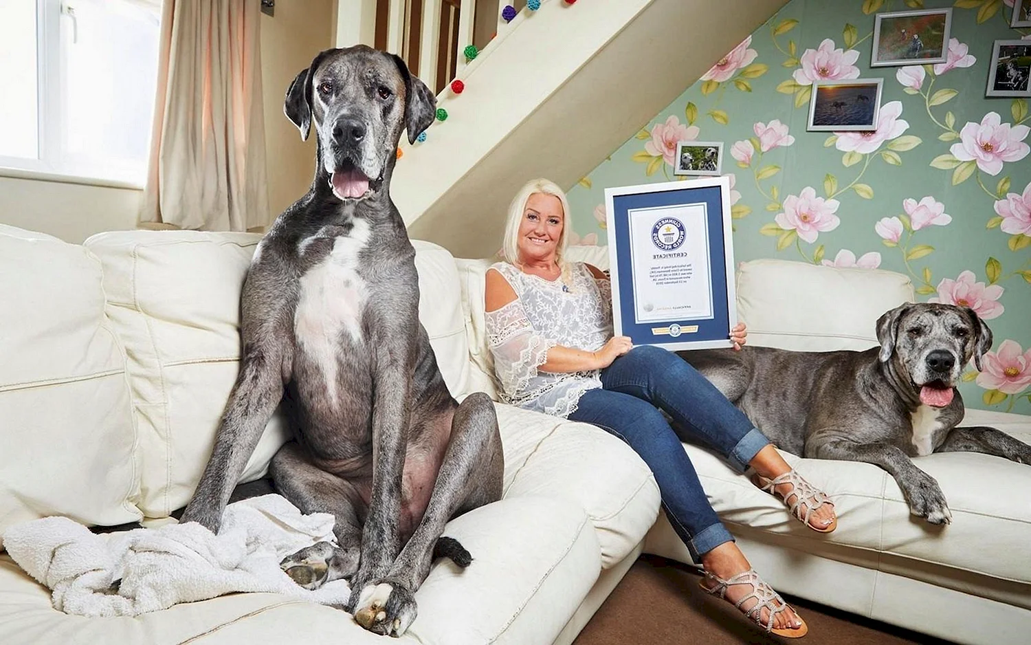 Самая большая собака в мире рекорд Гиннесса