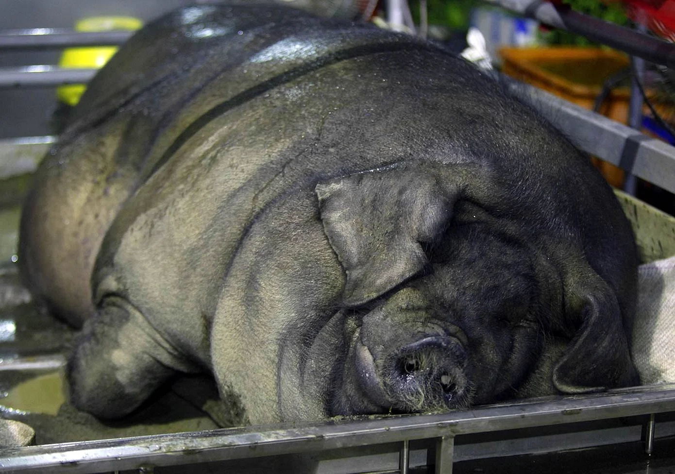 Самая большая свинья в мире