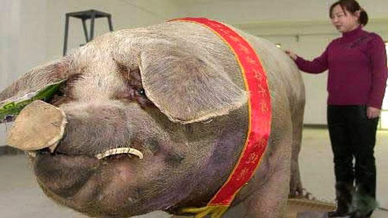 Самая большая свинья в мире Олд слот